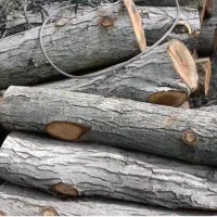 خریدچوب|خدمات باغبانی و درختکاری|اهواز, فتح|دیوار