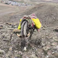 الاغ نر جوان