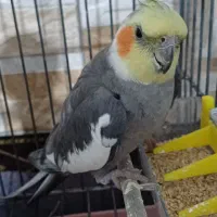 پرنده