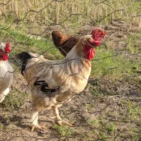 مرغ و خروس محلی بزرگ