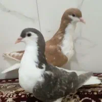 سلام جفت جوجه ساده‌درجه‌فروشی‌وکسن‌خورده|پرنده|خواف, |دیوار