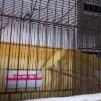 دو عدد قناری نر ویک ماده بفروش می رسد|پرنده|بیجار, |دیوار