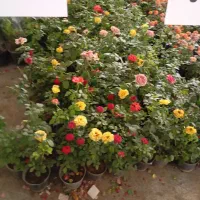 سوئیت اقامتی در باغ همراه کافه رستوران /کرمان/|اجارهٔ کوتاه‌مدت آپارتمان و سوئیت|کرمان, |دیوار