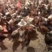 جوجه محلی