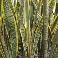 گیاه سانسوریا