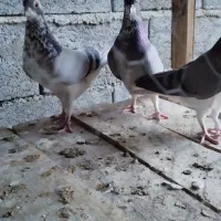 دمگیر گلین بدرنگ