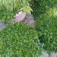 سبزی|خوردنی و آشامیدنی|مشهد, پورسینا|دیوار