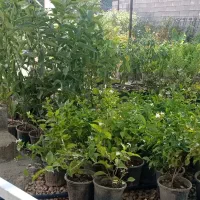 نهال فروشی|گل و گیاه طبیعی|رامهرمز, |دیوار