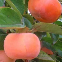 فروش خرمالو