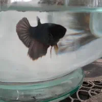 فروش ۳عدد فایتر مولد هافمون