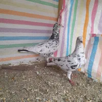 کبوترنامه بر نروماده