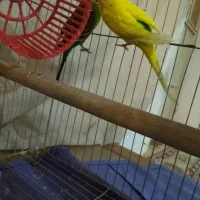 مرغ عشق|پرنده|فردیس, سپید دشت|دیوار