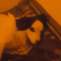 سلام یک سگ تربیت شده نژاد دار به فروش میرسد