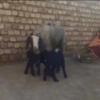 یک راس میش میانسال با دوبره