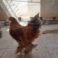 مرغ و خروس برهما|حیوانات مزرعه|قم, چهار مردان|دیوار