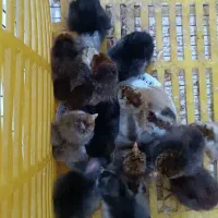 جوجه  مرغ یک هفته گلین