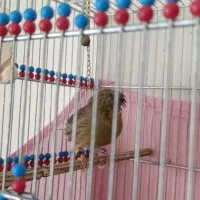 قناری گلاستر گرید+A خط خونی|پرنده|تهران, مسعودیه|دیوار