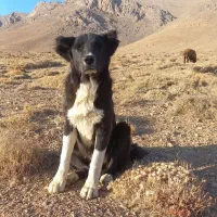 توله لاس ده ماهه گله ای|سگ|چادگان, |دیوار