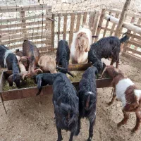 بز بزغاله|حیوانات مزرعه|مهران (ایلام), |دیوار