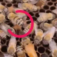 فروش ملکه زنبور تخم گذار جدید