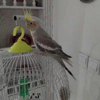 عروسی هلندی نر و ماده بهمراه 3 تا جوجه|پرنده|مشهد, کارمندان دوم|دیوار