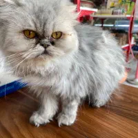 گربه پرشین بریتیش|گربه|تبریز, |دیوار