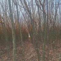 بید مجنون پیوندی طلایی سبز فر سبز|خدمات باغبانی و درختکاری|شاندیز, |دیوار