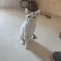 واگذاری گربه