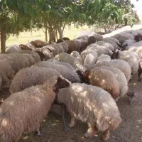 ۹۰عدد بره|حیوانات مزرعه|اهواز, بهارستان|دیوار