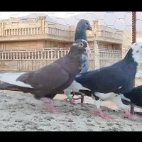 دسته کفتر گلی و ابلغ|پرنده|شیراز, فخرآباد (دروازه کازرون)|دیوار