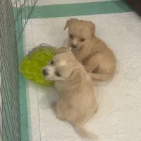 توله سگ آپارتمانی|سگ|اصفهان, هزارجریب|دیوار