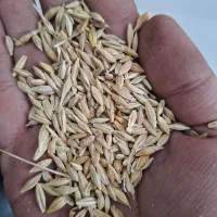جوبذری درجه یک