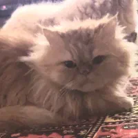 یک جفت پرشین جذاب و بازیگوش