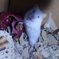 همستر دونه ای 200تومن|موش و خرگوش|ساوه, |دیوار