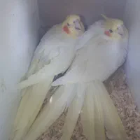 عروس هلندی لوتینو