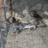 کبوتر|پرنده|نیشابور, مازول|دیوار