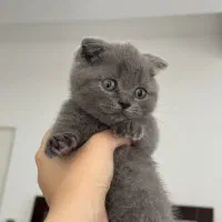 گربه اسکاتیش فولد|گربه|صومعه‌سرا, |دیوار