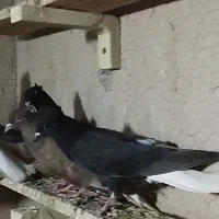 شش عدد اشعل|پرنده|آبادان, |دیوار