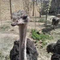 فروش شتر مرغ زیر قیمت