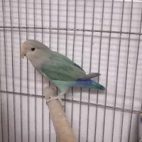 طوطی کوتوله