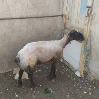 میش داشتی گله گرد