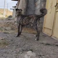 واگذاری سگ|سگ|قوچان, |دیوار