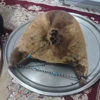 هیزه معاوضه با روغن|ظروف نگهدارنده، پلاستیکی، یک‌بارمصرف|کوهدشت, |دیوار