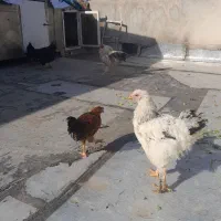 مرغ وخروس|حیوانات مزرعه|مشکین‌دشت, |دیوار