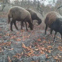 بره گوسفند ابستن|حیوانات مزرعه|علی‌آباد کتول, |دیوار