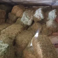 یونجه بز گاو گوسفند|حیوانات مزرعه|خاوه, |دیوار