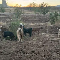 دامداری گوسفند وبز|حیوانات مزرعه|بیستون, |دیوار