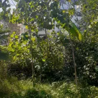 ۱۵ عدد نهال ۲ ساله صنوبر ارتفاع ۵متری