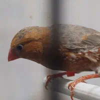 تعدادی فنج انگلیسی واورنج اروپایی|پرنده|خمینیشهر, |دیوار