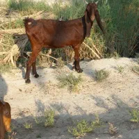 بزدرشادگان